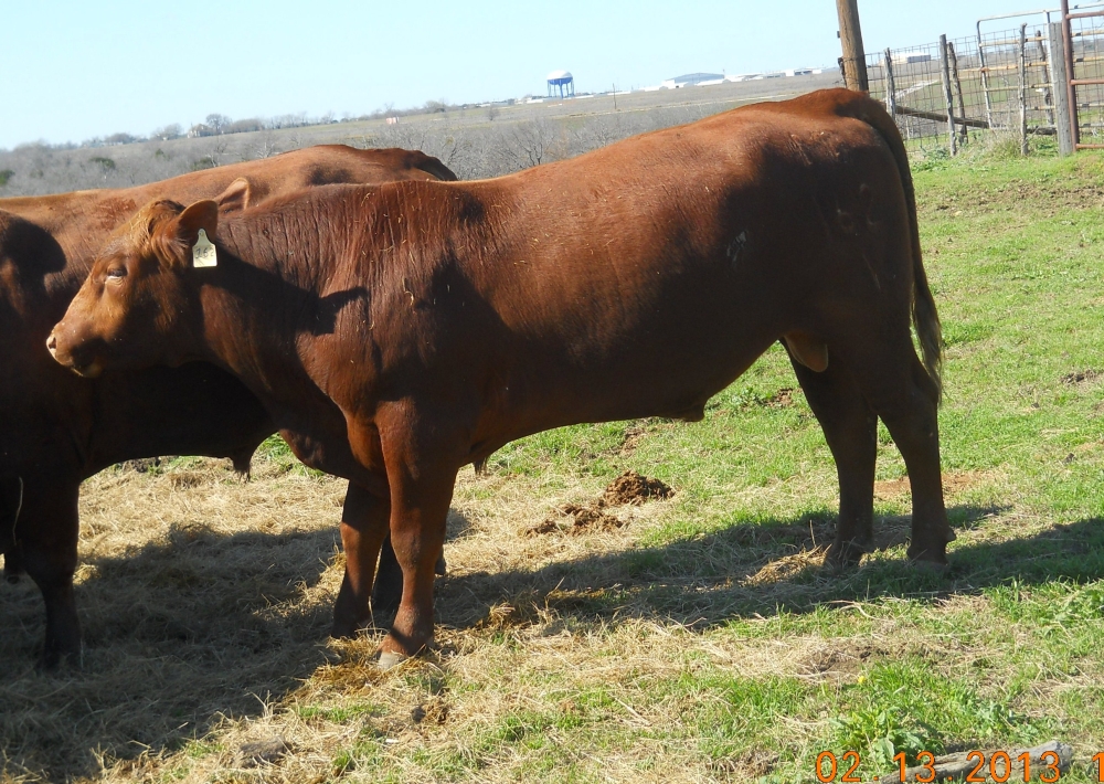 Mayborn Farms